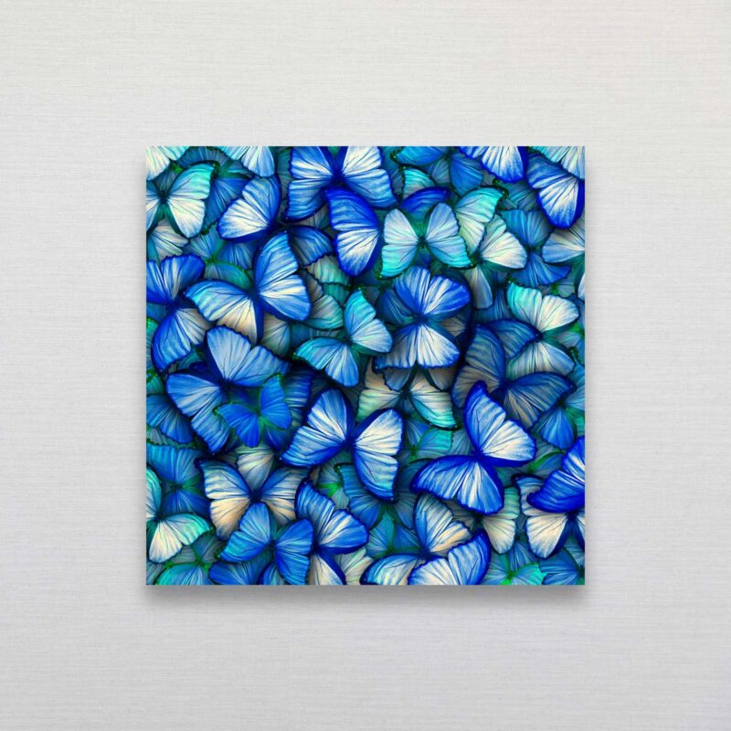 Giant Blue and White Morpho